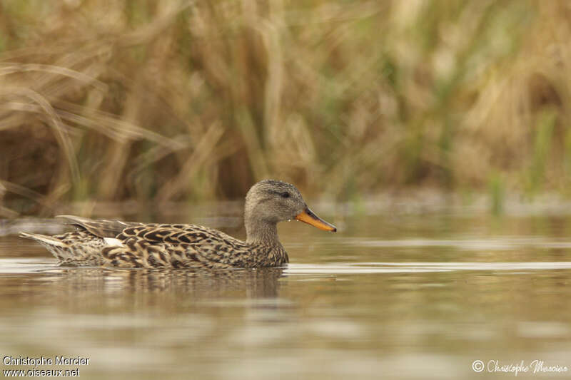 Canard chipeau femelle adulte