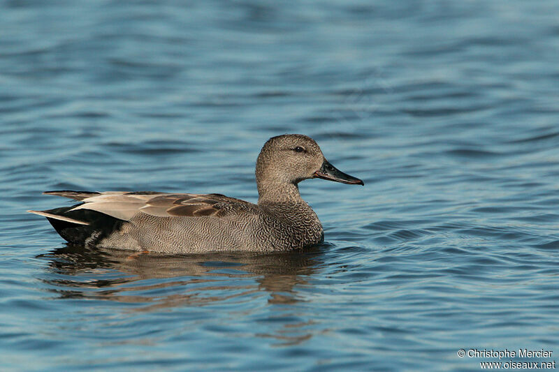 Canard chipeau