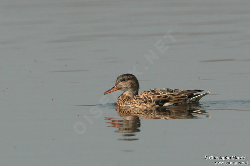 Gadwall