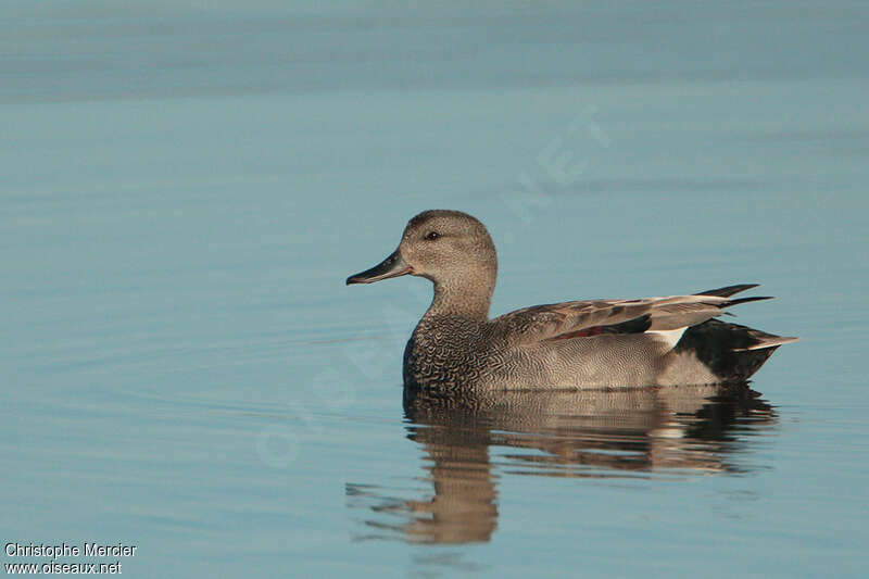 Gadwall male adult