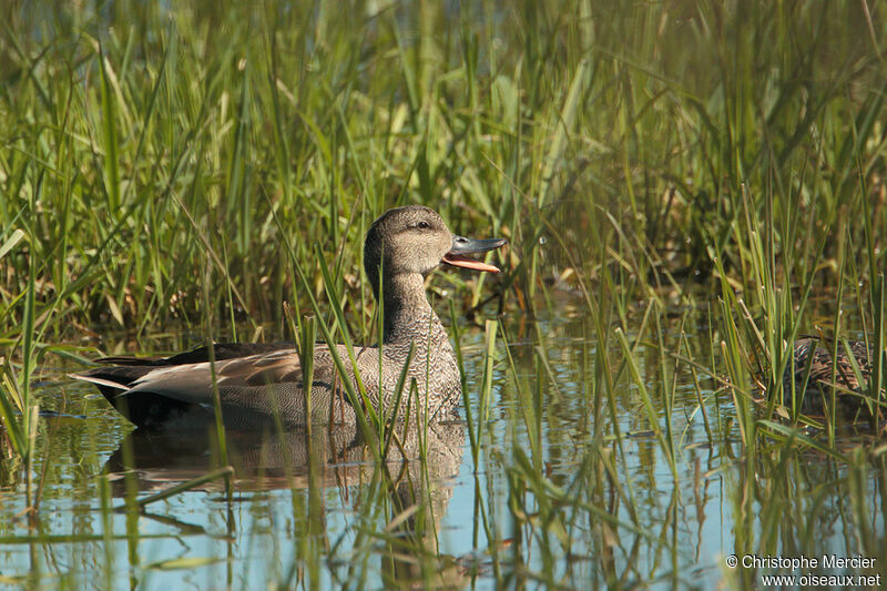 Canard chipeau