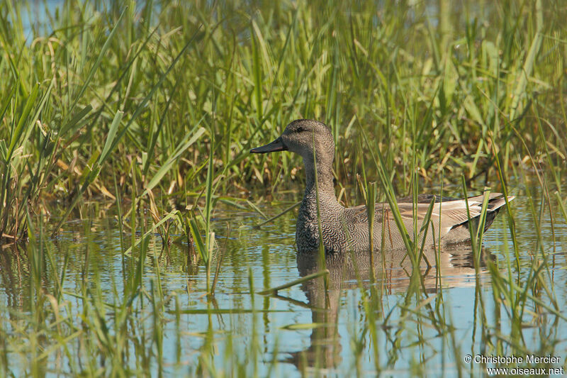 Gadwall