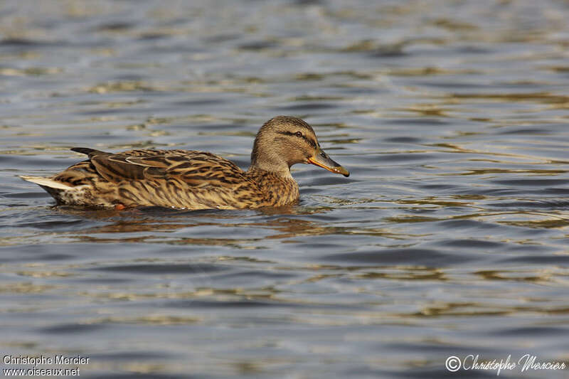 Mallard female adult, pigmentation, swimming