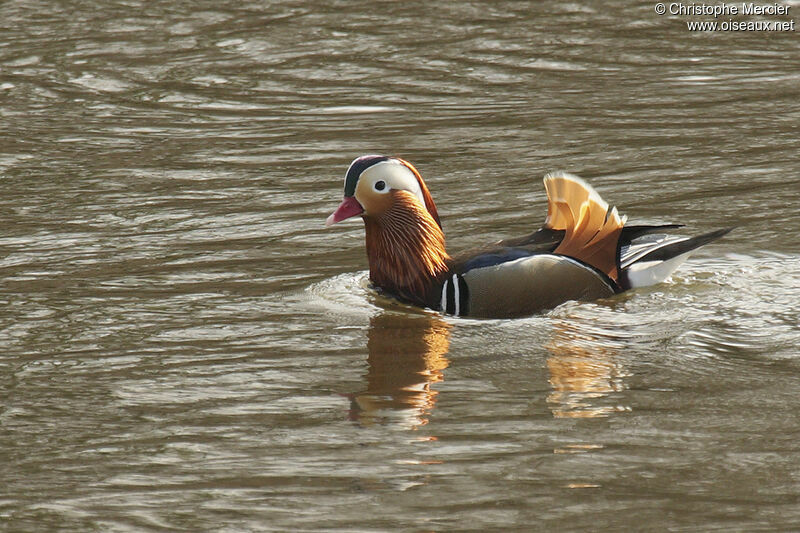 Mandarin Duck