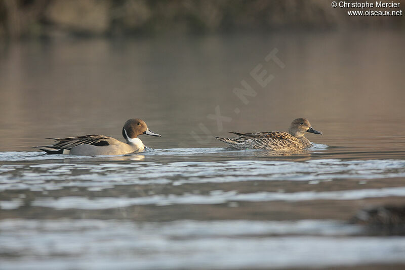 Northern Pintail