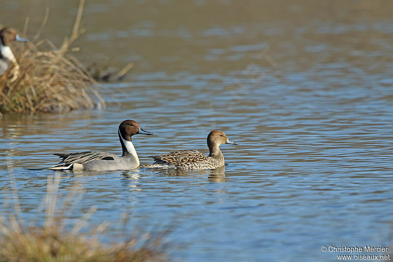 Northern Pintail