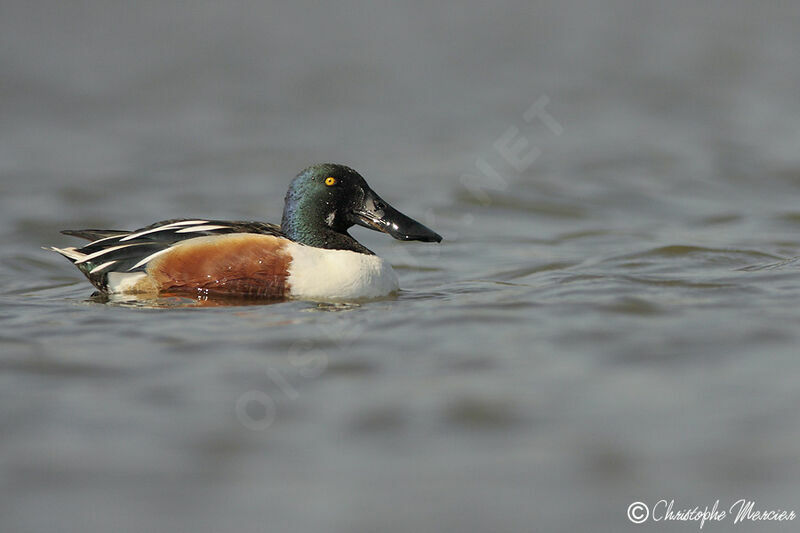 Northern Shoveler male