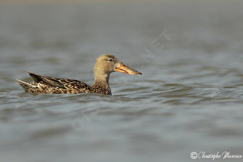 Northern Shoveler female