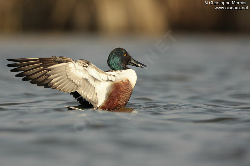 Canard souchet