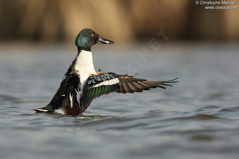 Canard souchet