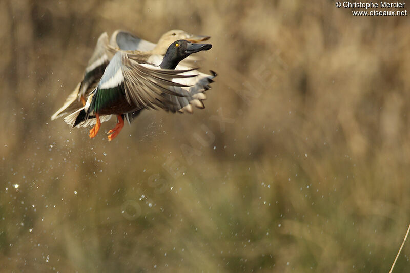 Northern Shoveler