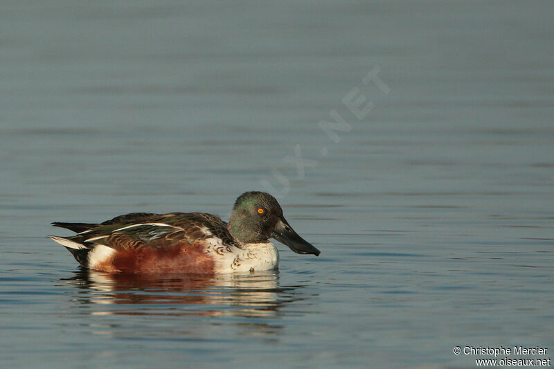 Northern Shoveler