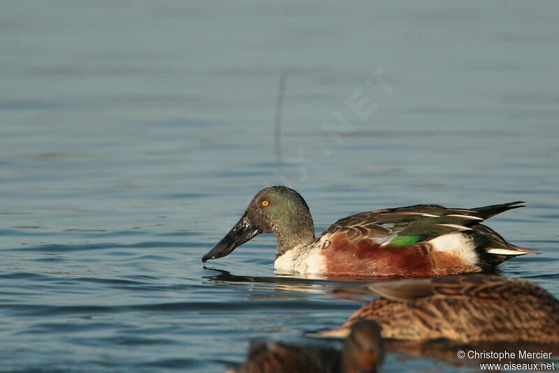 Canard souchet