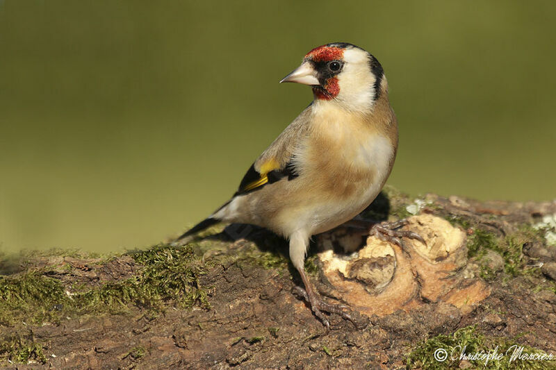 Chardonneret élégant