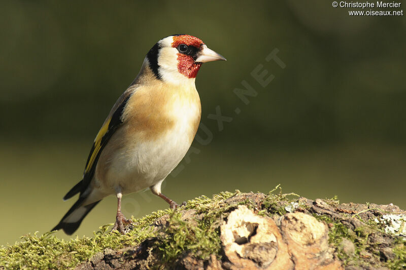 Chardonneret élégant