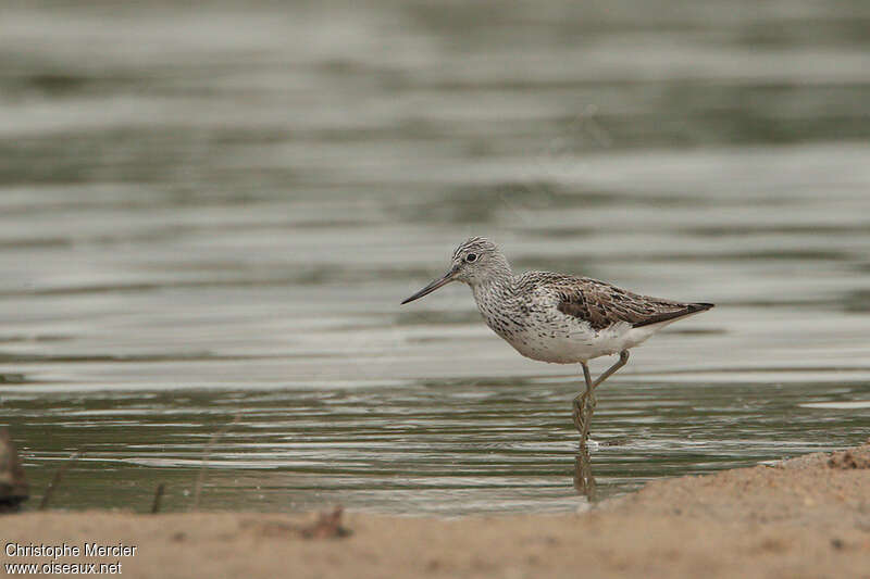 Chevalier aboyeuradulte nuptial, identification