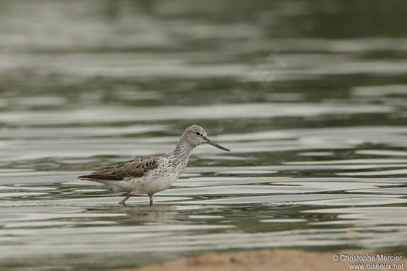 Common Greenshank