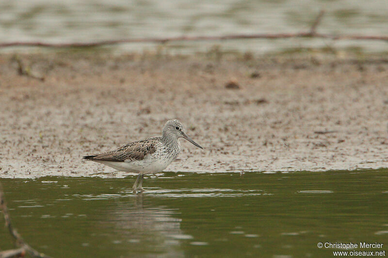 Common Greenshank