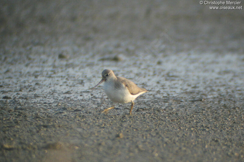 Terek Sandpiper