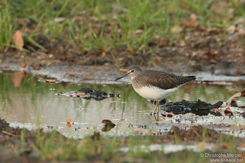 Green Sandpiper