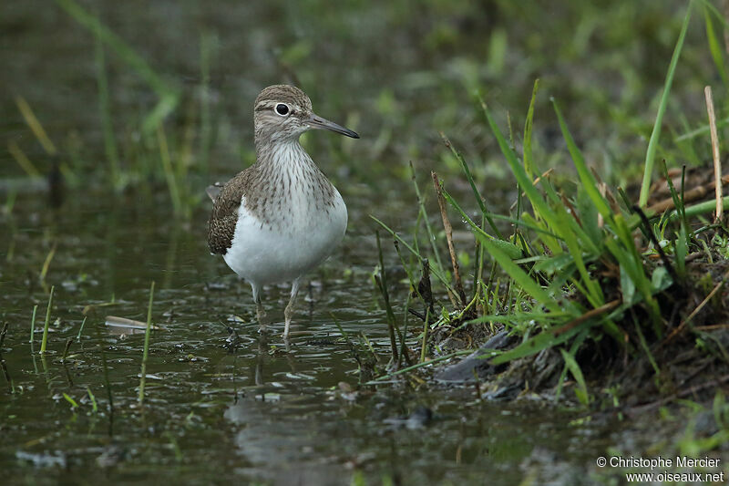 Common Sandpiper