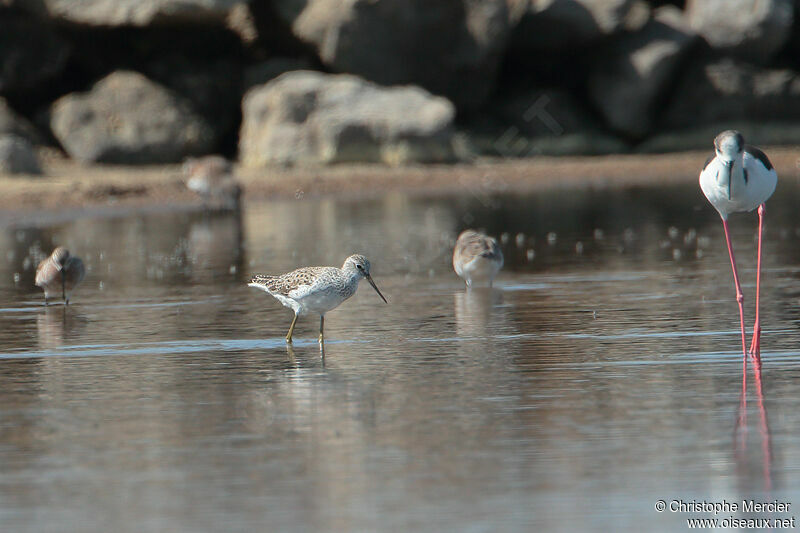 Marsh Sandpiper