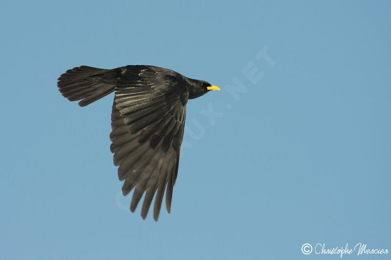 Alpine Chough, Flight