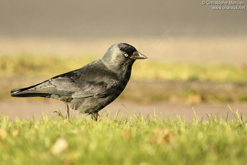 Western Jackdaw