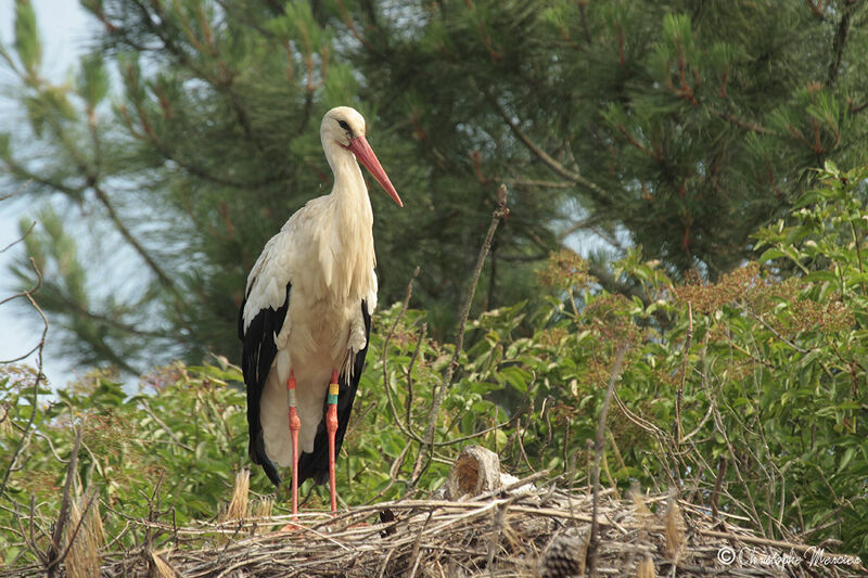 Cigogne blanche