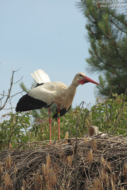 White Stork