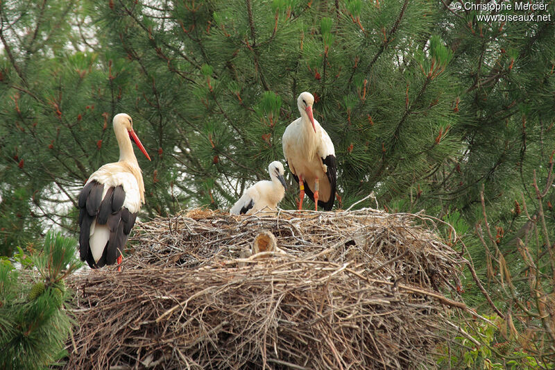 Cigogne blanche, identification, Nidification