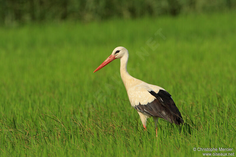 White Stork