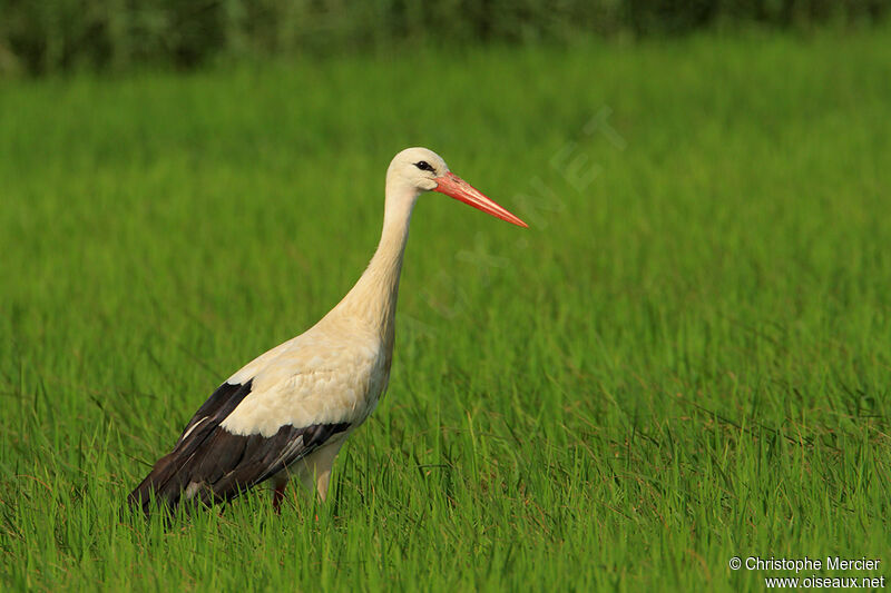 Cigogne blanche