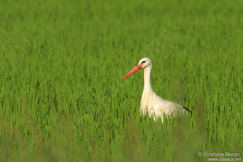 Cigogne blanche