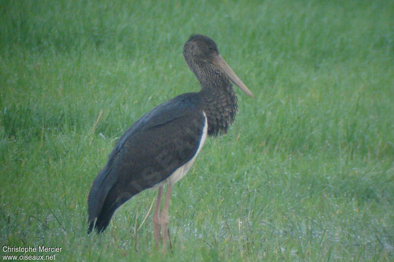 Black Storkjuvenile