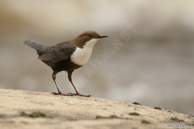 White-throated Dipper