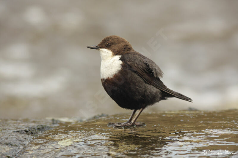 White-throated Dipper