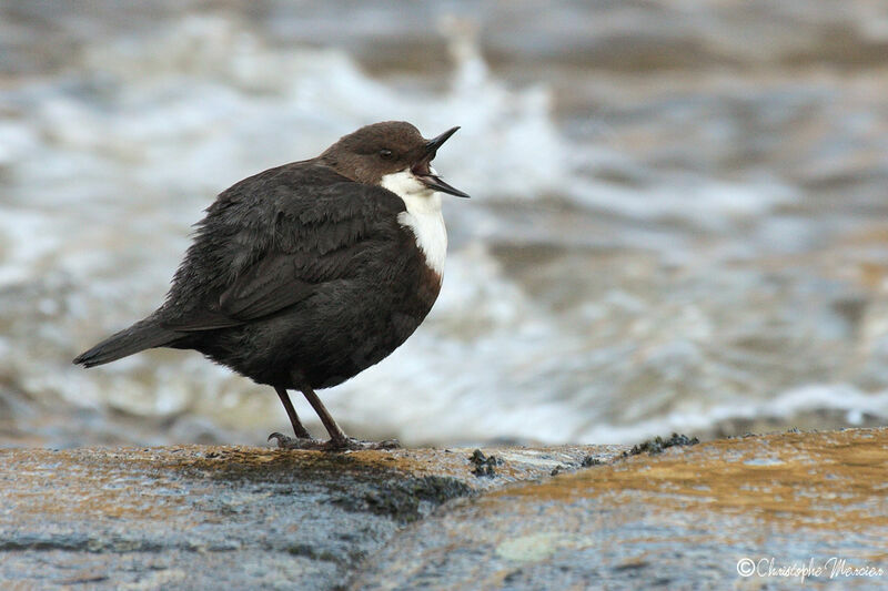 White-throated Dipper