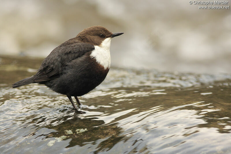 White-throated Dipper