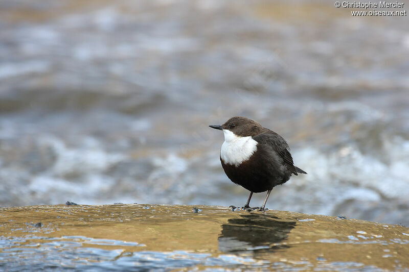 White-throated Dipper