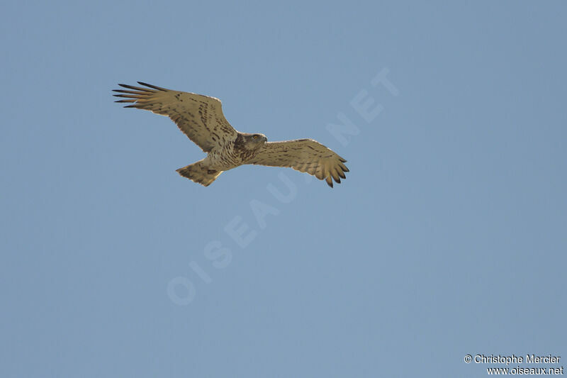 Short-toed Snake Eagle