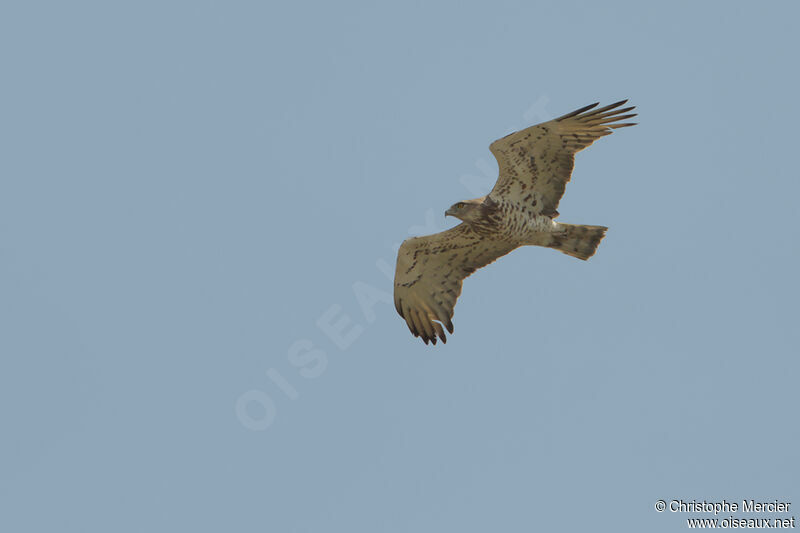 Short-toed Snake Eagle