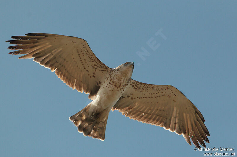 Short-toed Snake Eagle