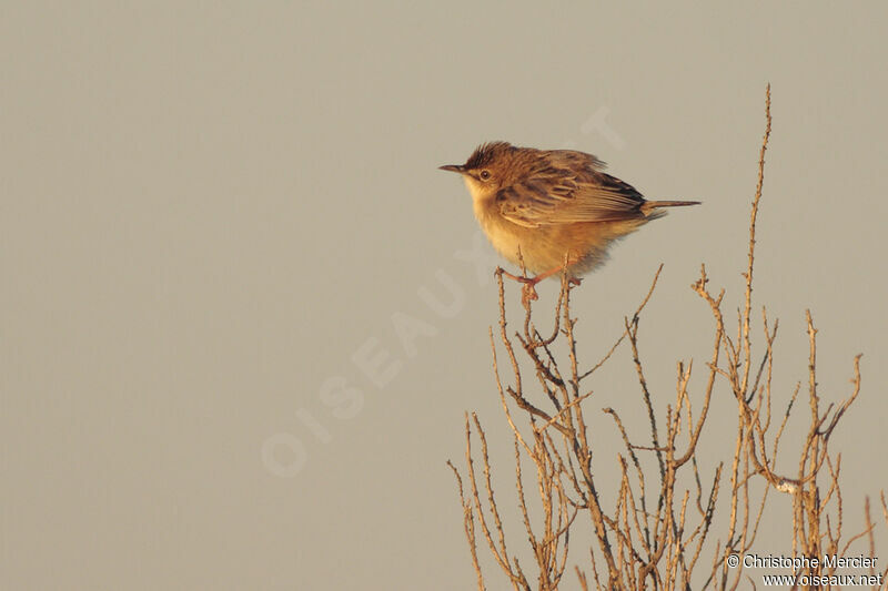 Zitting Cisticola