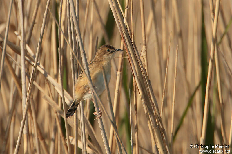 Zitting Cisticola