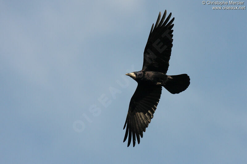 Corbeau freux