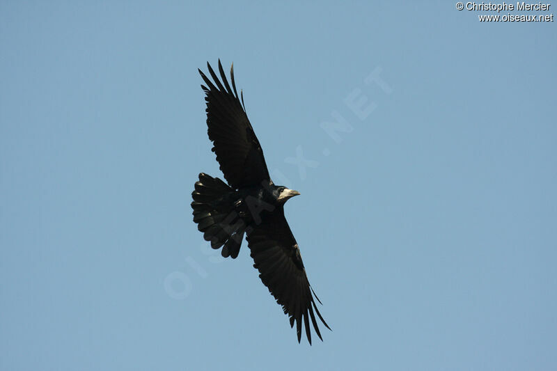 Corbeau freux