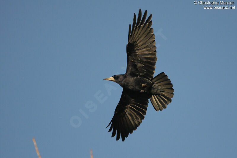 Corbeau freux