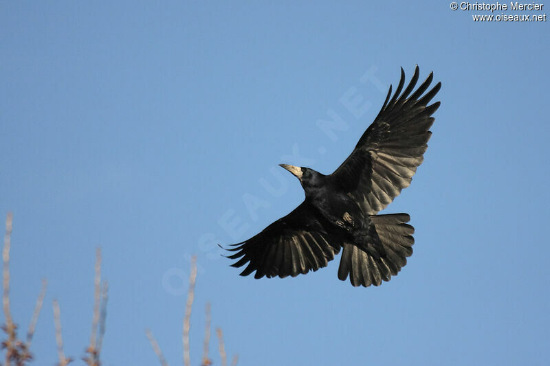 Corbeau freux