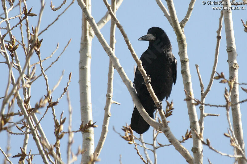 Corbeau freux